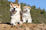 AKITA INU 040
